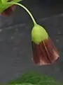 Fleur isolée, présentant un pédicelle long et élancé et un calice en forme de coupe.