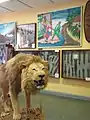 lion empaillé et armes congolaises