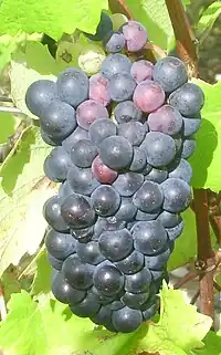 Pinot noir N, un cépage noir utilisé pour la production de vin blanc.