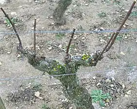 Pied de vigne taillé en gobelet.