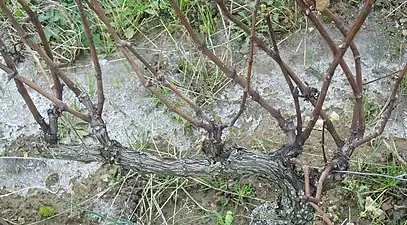 Pied de vigne ayant pour type de taille le « cordon de royat ».