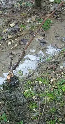 Pied de vigne taillé en « guyot simple ».