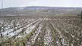 Vignes à Meursault