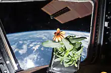 Une plante portant une fleur orange face à un hublot donnant sur la Terre.