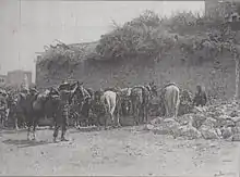Photo noir et blanc d'un groupe de chevaux à l'abreuvoir, avec quelques Français portant le casque Adrian et un Australien portant le chapeau de brousse.