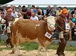 Vache pie froment à tête et ventre blanc et mamelle développée. Elle est guidée par son propriétaire dans un concours, avec le no 50 autour du cou.