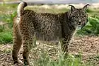 Lynx pardelle