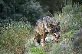 Loup dans une posture de menace