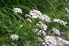Une petite plante herbacée à fleurs blanc pur, groupées en têtes denses, et à feuilles vert luisant