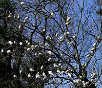 Ibis blanc (Eudocimus albus)