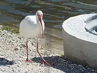 Ibis blanc à Okeechobee (Floride).