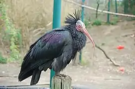 Plumes iridescentes chez l'ibis chauve.