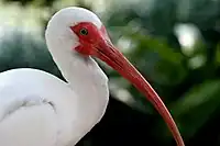 Chez cet Ibis blanc d'un zoo de Floride, on voit clairement la face cramoisie de l'adulte reproducteur.