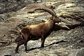 Bouquetin (Capra ibex).