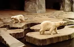 Enclos des ours blancs en 1978.