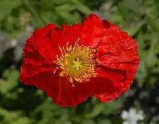 Papaver nudicaule, exemplaire à fleur rouge
