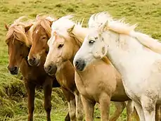 Groupe de chevaux islandais présentant des robes variées ; gris, palomino et alezan avec les crins lavés.
