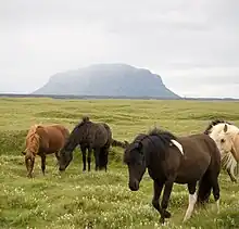 Les chevaux islandais présentent des robes de couleurs variées.