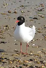 Mouette mélanocéphale