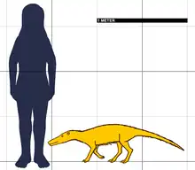 taille comparée avec l'être humain de l'Ichthyoleste