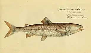 Salmo schiefermuelleri