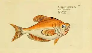 Kurtus indicus (Kurtoidei)