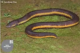 Une cécilie (Ichthyophis longicephalus), qui fait partie des amphibiens.