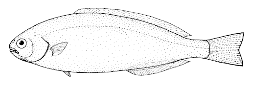 Icichthys australis