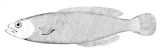 Icichthys lockingtoni