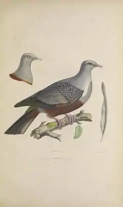 Description de l'image Iconographie des pigeons (8100062636).jpg.