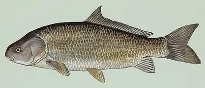 Ictiobus niger