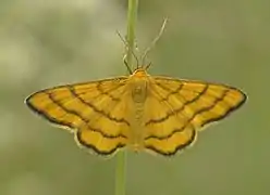 Idaea aureolaria