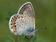 Plebejus idas