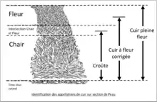 Le cuir pleine fleur reprend l'ensemble de la tranche du cuir gardant intacte la surface supérieure. Le cuir a fleur corrigé présente une coupe en surface du cuir