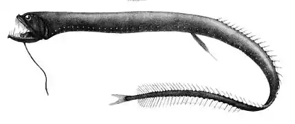 Idiacanthus atlanticus.