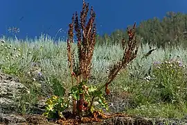 Rumex aquaticus