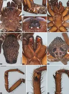Description de l'image Idiosoma clypeatum (10.3897-zookeys.756.24397) Figures 79–88.jpg.