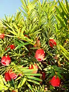 Taxus baccata (Taxaceae)