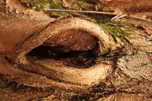 Les marges du trou montrent un bourrelet de cicatrisation, soulignant ainsi la réaction de l'arbre à la blessure.