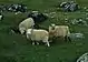 Photographie en couleurs d'un troupeau de moutons.