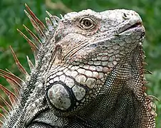 Iguana iguana (Lepidosauria, Iguanidae)