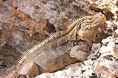 Description de l'image Iguana at the Iguanas island near Cayo Largo shot 01.jpg.