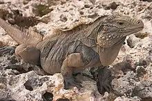 Un grand iguane aux yeux rouges, pieds noirs et une teinte jaunâtre au niveau des épines de sa tête, regardant vers la droite.