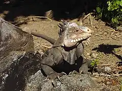 Iguana delicatissima au sol.