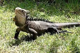 Iguana delicatissima.