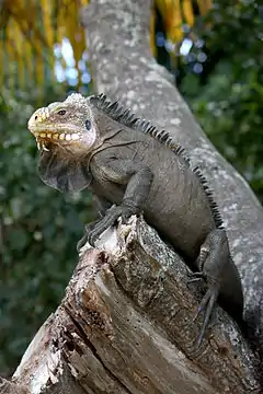 Tête d'iguane des Petites Antilles (Iguana delicatissima).