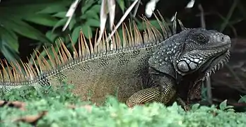 Iguana iguana mâle, île de Barro Colorado au Panama