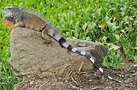 Iguane vert(Iguana iguana)