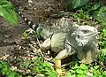 L'iguane Iguana iguana