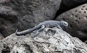 Un iguane marin juvénile sur les rochers de l'île Lobos.